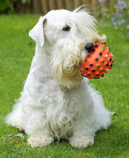 Sealyham Terrier 8M3D-08.JPG